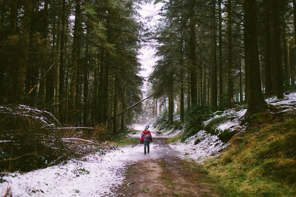 Clocaenog Forest in North Wales